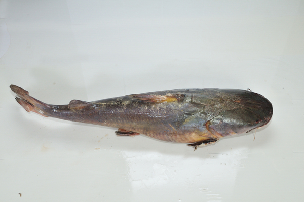 Sea Catfish